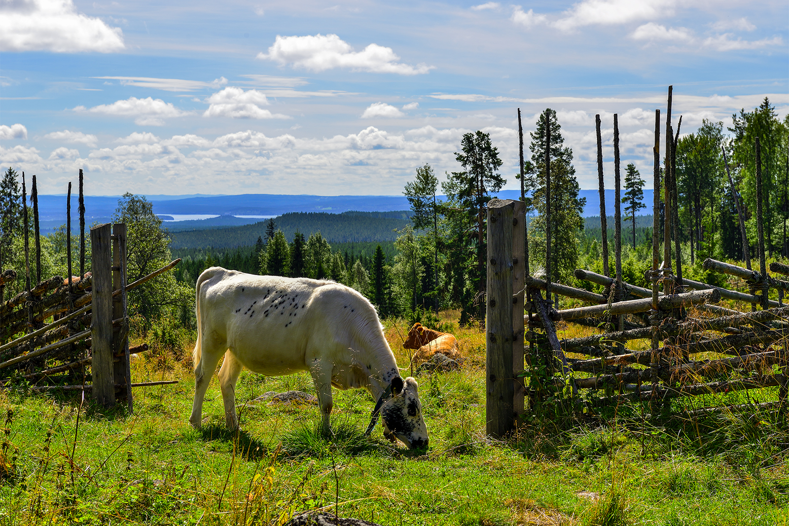 Utsiktsvy med betande ko
