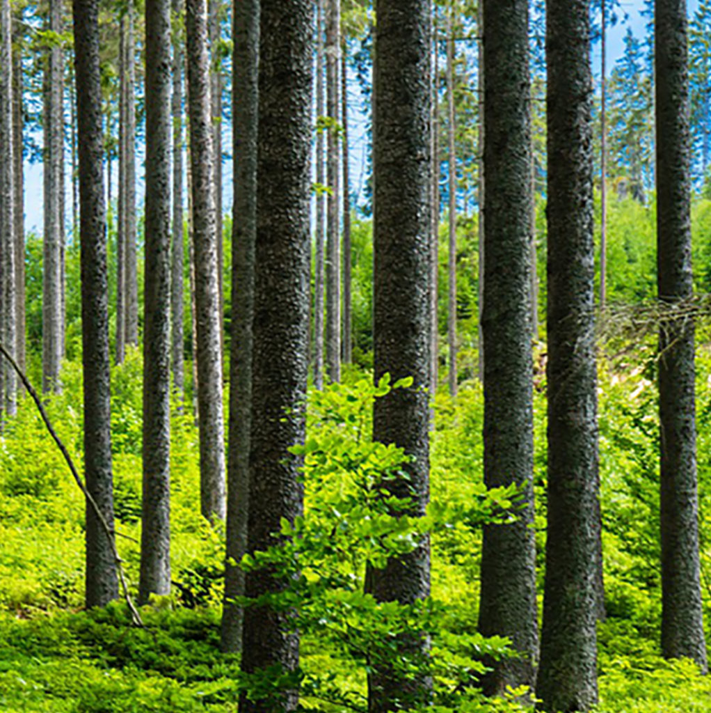 Brattåsstiftelsen, skogsvetenskaplig forskning, skogsförvaltning