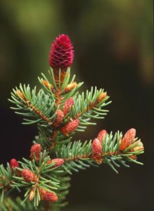 Gran, Medelpads landskapsblomma