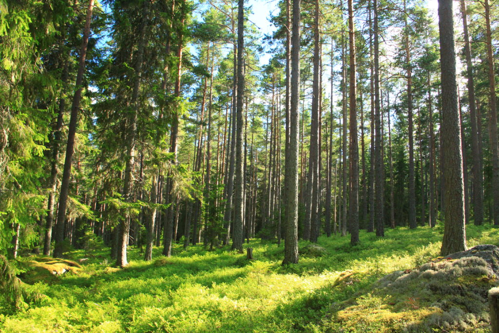 Bild på skog, Brattåsstiftelsen, skogsvetenskaplig forskning, skogsförvaltning