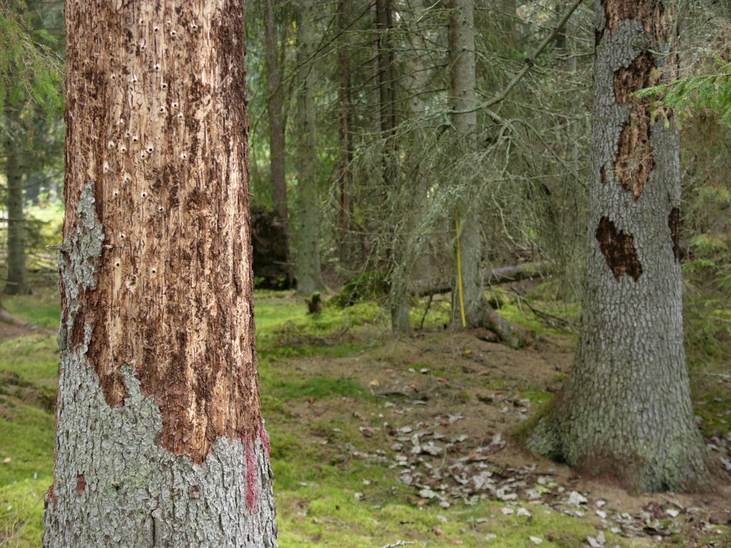 Aggregation of spruce bark beetle in mixed and pure stands