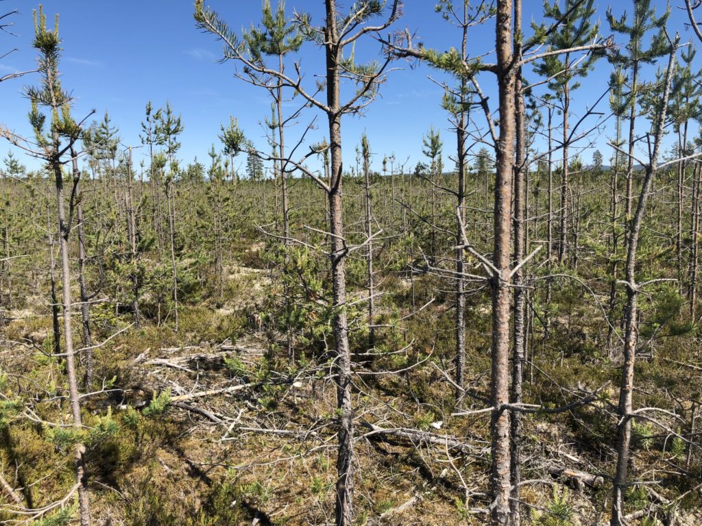 Älgbetets roll i Norrlands multiskadade tallskogar