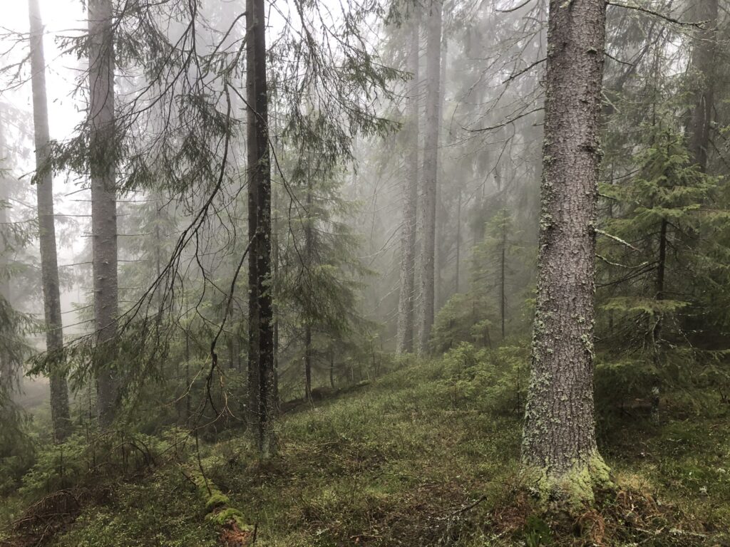 Assessing the impact of site microclimate and productivity conditions on Goodyera repens conservation and restoration in Swedish forests.